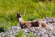 Jeune étagne au repos