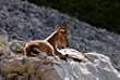 Bouquetin femelle au repos
