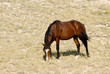 Mustang mare