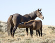 White Mountain Mustangs