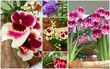 orchidées orchidées