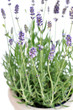 Lavender Lavender