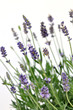 Lavender Lavender