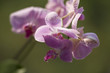 Beautiful Orchid on Green Background with Drop Water