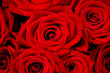 Rose background. Rose background.