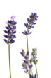 Lavender Lavender