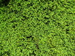 Foto: Albero Albero