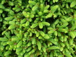 Foto: Albero Albero