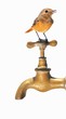 Sin Agua
