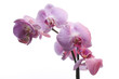 Beautiful Orchid on White Background with Drop Water