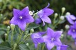 Campanula pyramidalis