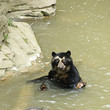 Spectacled bear bathing Spectacled bear bathing
