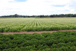 white blooming potato field