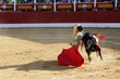 Toros
