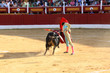 Toros