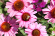 Echinacea purpurea Echinacea purpurea