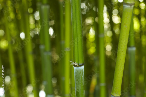 Fototapeta Bambus Bamboo 01