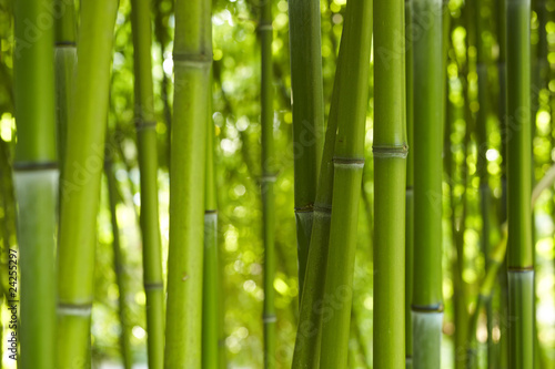 Fototapeta Bambus Bamboo 06
