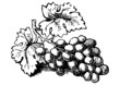 grabado racimo de uvas negro grabado racimo de uvas negro