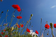 mohnblume - poppy flower