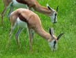 antylopa