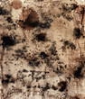 Structure of an old paper with mould stains