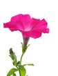Photo: Pink Petunia Flower Pink Petunia Flower