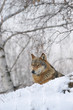 wolf in winter