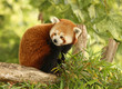 Portrait of a Red Panda