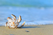 shell on sand shell on sand