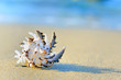 shell on sand shell on sand