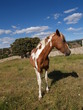 Caballo en La Losa (Segovia)