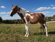 Caballo en La Losa (Segovia)