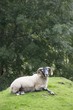 Bighorn Sheep, Isle Of Arran, Scotland