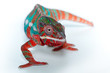 camaleonte furcifer pardalis camaleonte furcifer pardalis