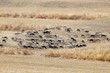 Animals In Pasture Near Alhaurin De La Torre,Spain