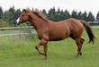 Trabendes Quarter Horse