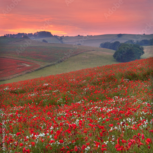 Photo: Dorset poppy field sunset, UK Dorset poppy field sunset, UK