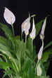 Massage Spathiphyllum mit mehreren Blüten