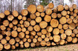 Holz