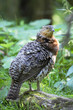 Auerhuhn