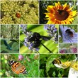 insectes