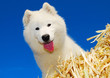Nordischer Hund q.