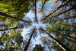 Waldsterben