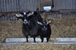 Mother and baby billy goats