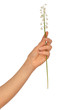 lily of the valley