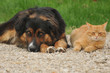 GER-Hund und Katze