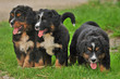GER-Berner Sennhund3