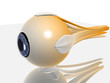 eye