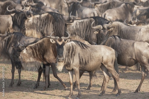 Photo: Migrating Herd Of Wildebeest, Masai Mara, Kenya, Africa Migrating Herd Of Wildebeest, Masai Mara, Kenya, Africa